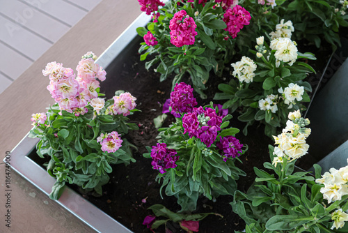 Flowers in Bloom Welcome Travelers During Winter