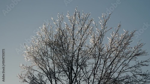 Ice 0328 Trees Winter Storm