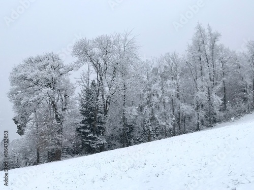 A mystical winter landscape in the Swiss countryside featuring drifting fog, wide snow-covered fields and   trees, creating a calm peaceful winter mood.
