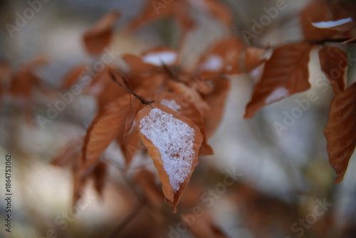 Close-up of dry brown autumn leaves with first snow on a single leaf, seasonal transition from fall to winter.