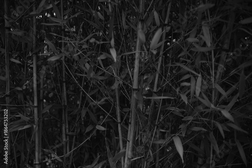 Black and white image of dense bamboo stems and leaves forming a graphic pattern. High contrast and vertical lines give the scene a dramatic, atmospheric fine-art look.