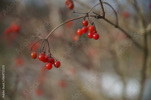 Close-up of bright red berries on a bare branch with soft bokeh background, autumn or winter nature scene.