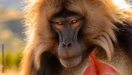 Wallpaper Mural Red Monkey, Mammal in Jungle - Illustrative Nature Scene for Wildlife, Primates, and Adventure Design Torontodigital.ca