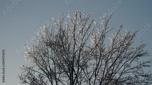 Ice 0329 Trees Winter Storm