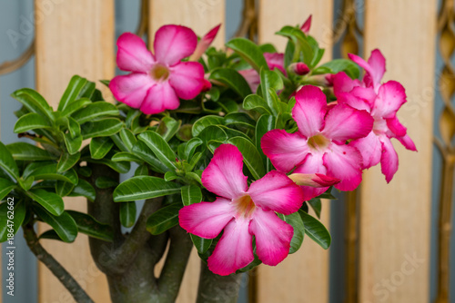 Bild auf Leinwand Vibrant Pink Desert Rose Blooms in Pot, Chiang Mai
