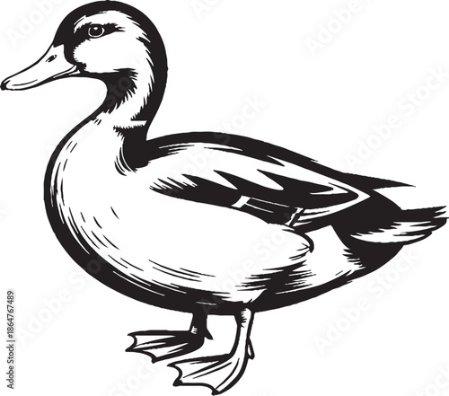 duck isolated on white