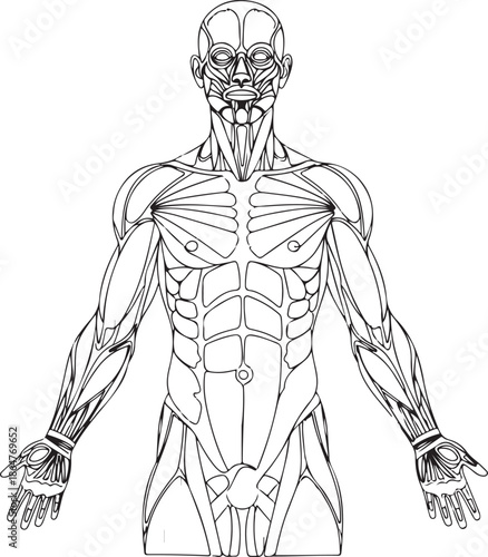 Human Muscular System Anatomy Diagram - Black and White Line Art