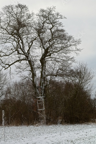 Wallpaper Mural A large deciduous tree covered in light snow stands in a winter field with a wooden hunting ladder attached to the trunk. Torontodigital.ca