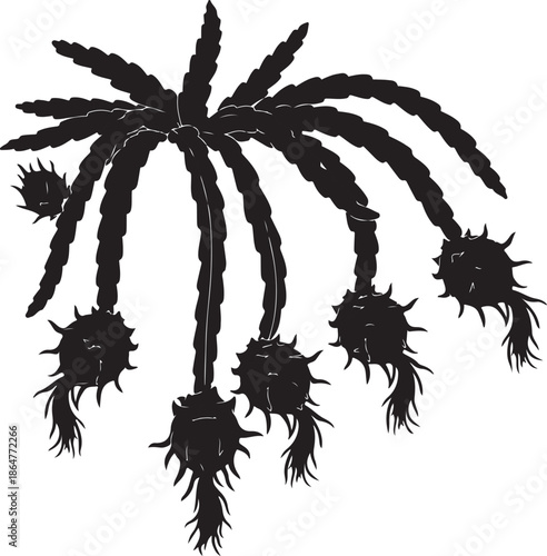 Black Silhouette of Dragon Fruit Plant (Pitaya)