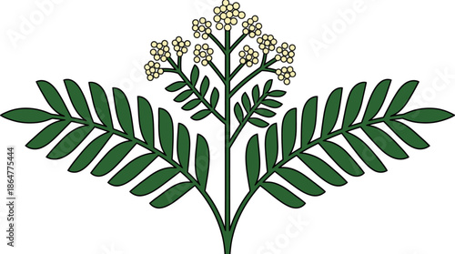 Botanical illustration of a green pinnate-leaved plant with delicate white flower clusters.