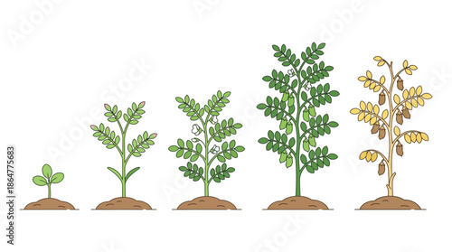 Five-stage plant growth progression: seedling to mature plant illustration for education, gardening, and botany