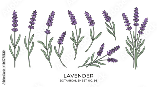 A lavender botanical illustration showing purple flower spikes and slender green leaves in watercolor style, a classic botanical sheet.
