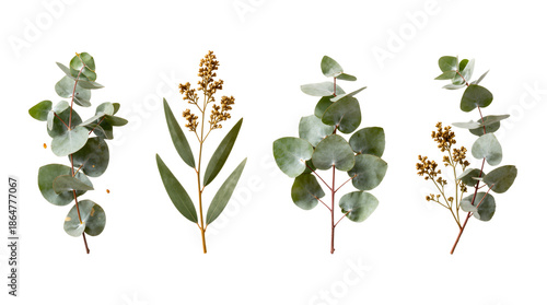 Set of Eucalyptus Branches With Leaves and Flowers