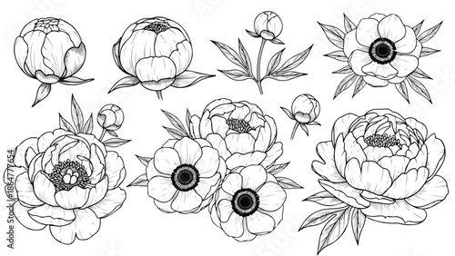 Detailed sketch of a lioness head front view