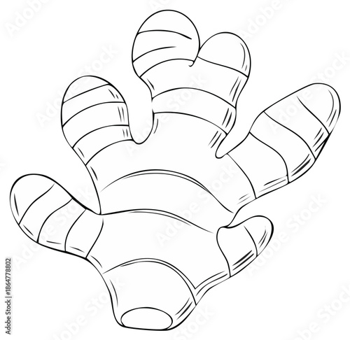 Hand drawn ginger root line art illustration for recipes and healthy food concepts