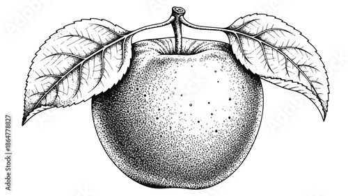 Detailed pencil sketch of a whole fresh apple
