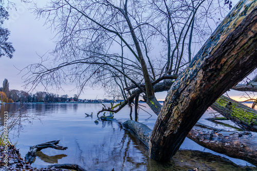 Baum im kalten Morgendlichen Berliner Müggelsee.