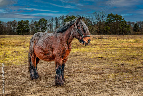 Braunes Pferd auf eine herbstlich grünen Wiese.