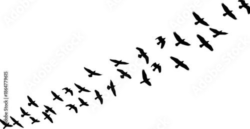 Flock of Birds Silhouettes Flying in Formation Against White Background