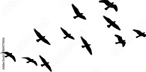Flock of Birds Silhouettes Flying in Formation Against White Background Freedom Migration Nature Concepts