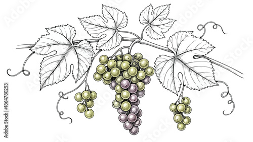 Botanical sketch of a grape vine with clusters