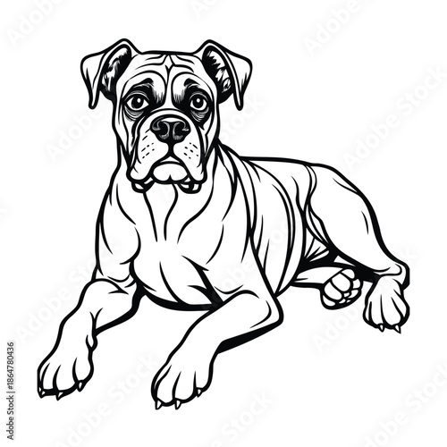 Detailed Line Art Illustration of a Boxer Dog Lying Down.