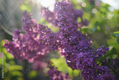 A sprig of blooming lilac, illuminated by sunlight.