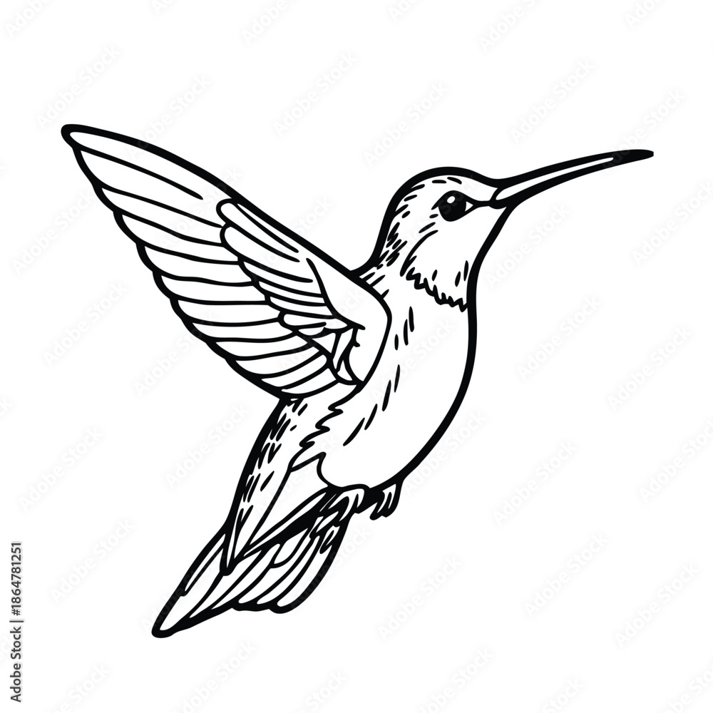 Obraz premium Hand drawn hummingbird sketch nature illustration