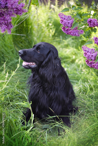 A black spaniel sitting under the bushes of blooming lilac on the green grass in the garden