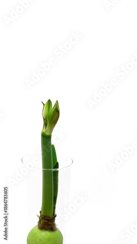 Wallpaper Mural Time-lapse of growing and blooming Elvas amaryllis Christmas flower in a bulb vase against white background, vertical orientation Torontodigital.ca