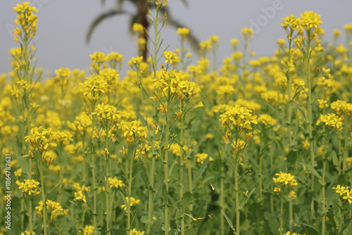 Vibrant field of yellow flowers Vector