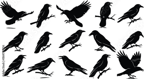 Black crow and raven silhouettes set showing flying and perched bird poses isolated on white background wildlife vector illustration