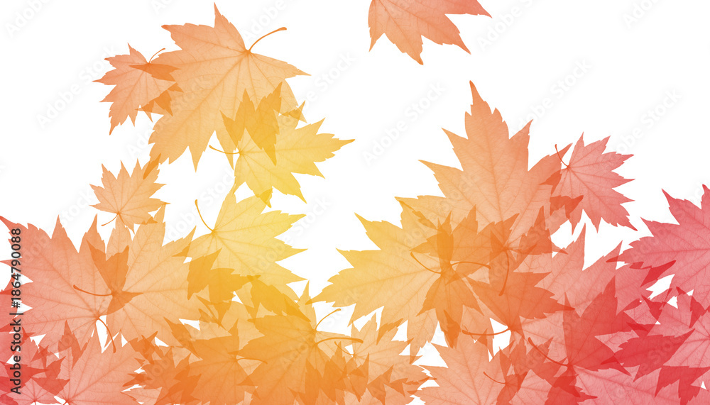 Fototapeta premium PNG Maple Leaves Overlay