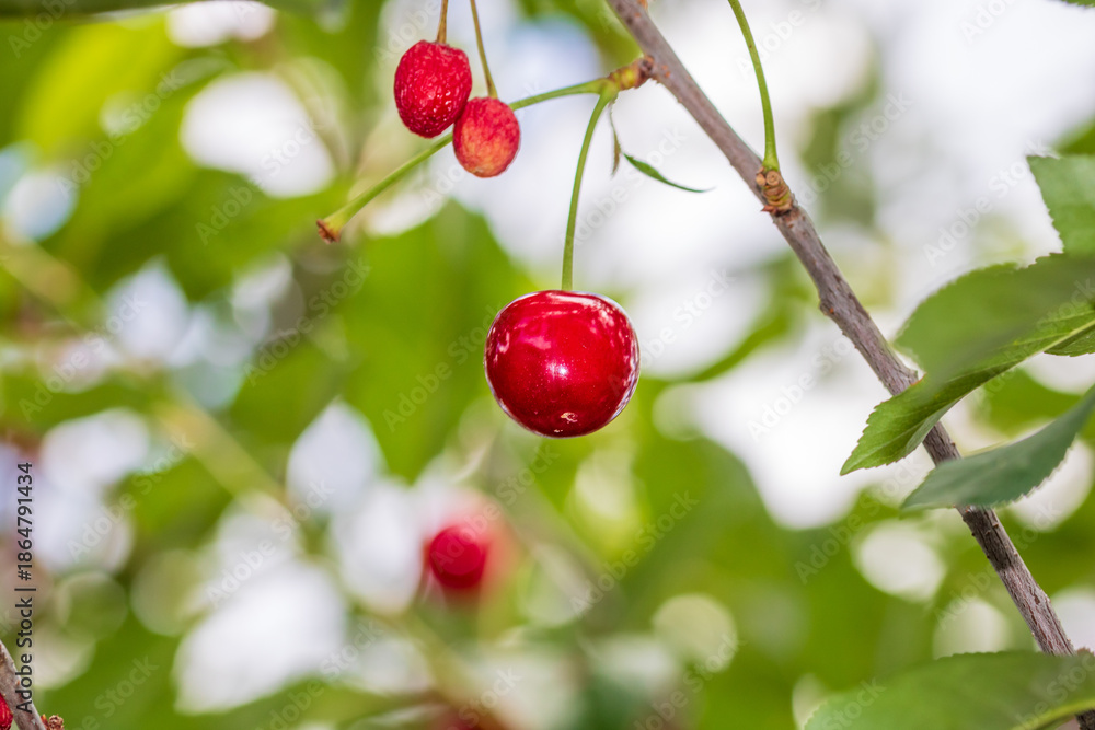 Obraz premium Red and sweet cherry berries