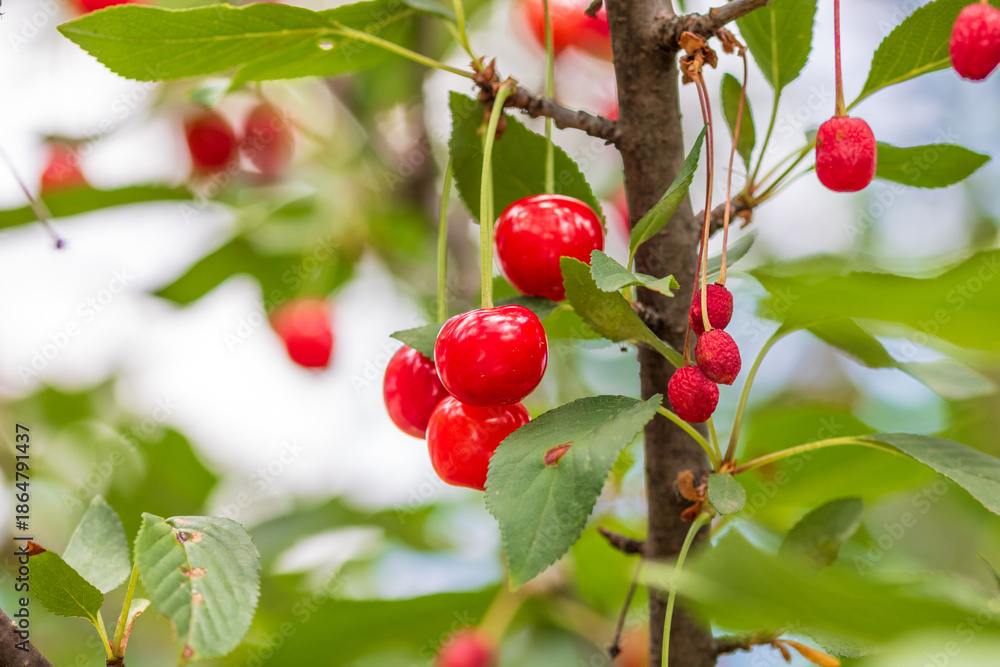 Obraz premium Red and sweet cherry berries