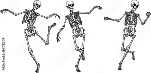 dancing skeleton poses set illustration, human skeleton anatomy movement, halloween spooky bones characters, medical education concept, isolated white background vector