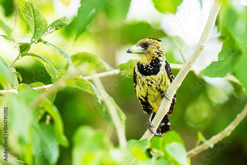 Closeup of a colorful Crested barbet perched in the middle of greenish bush in Okavango delta in Moremi Game Reserve, Botswana