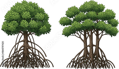 Mangrove tree vector illustration with exposed root systems and dense green foliage, tropical coastal wetland forest plants isolated on white background