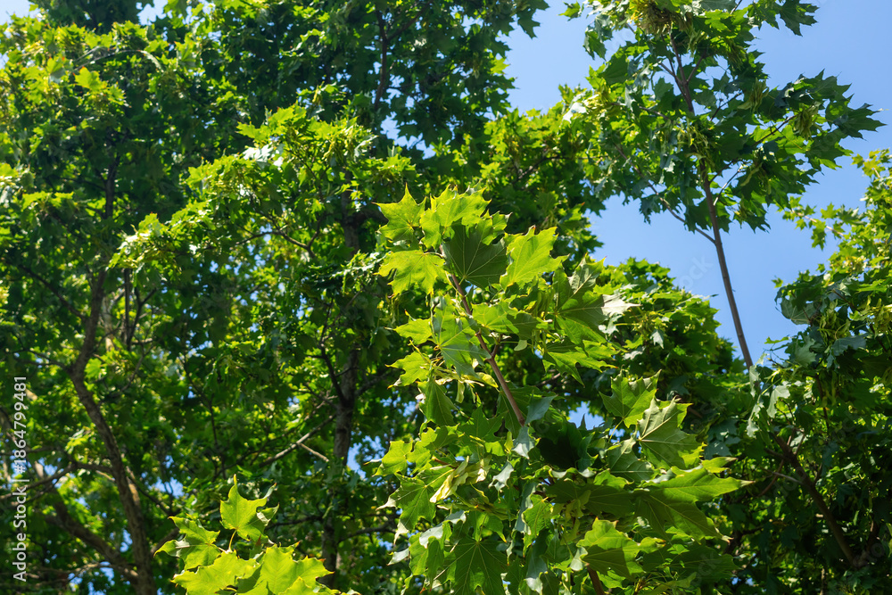 Fototapeta premium Vibrant green maple foliage with seeds on branches under a clear blue sky during daytime