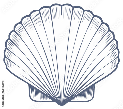 Vintage seashell illustration with engraved style outline.