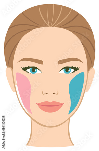 Vector illustration of a woman's face showing cosmetic zones for makeup or skincare application