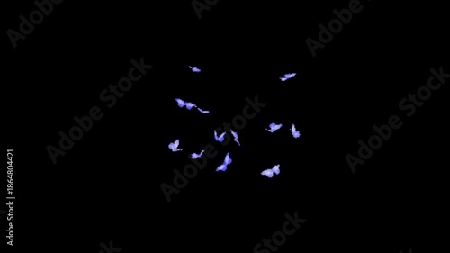 Flying Butterflies Animation on Black Background Magical Nature Loop