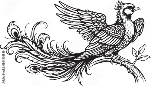 Black and white of bird with long tail feathers on branch phoenix