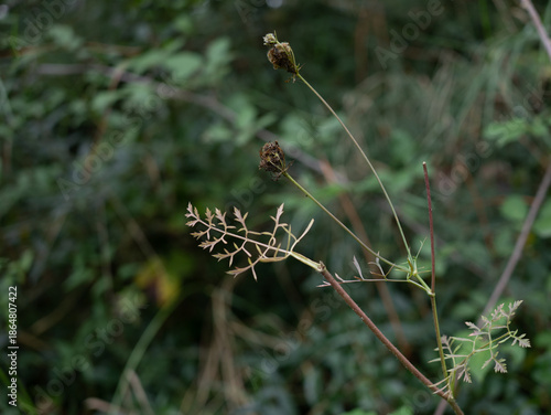 Baby leaves and dried flowers of daucus carota