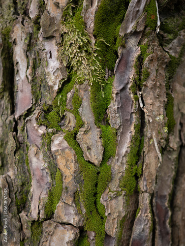 Moss on the tree bark