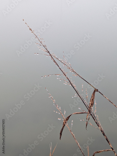 Wild plant stem covered in lots of droplets