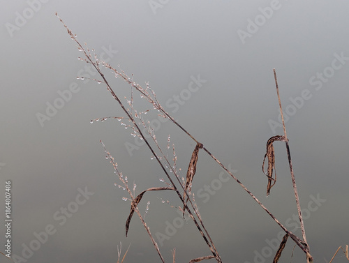Dry plant stems full of droplets