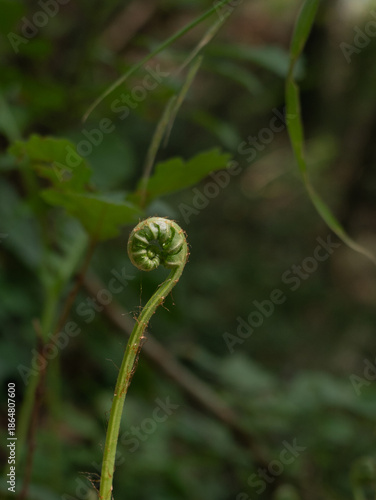 Still curled fern leaf opens growing in the undergrowth