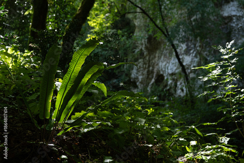 Asplenium scolopendrium grows lush in the undergrowth illuminated by the sun's rays