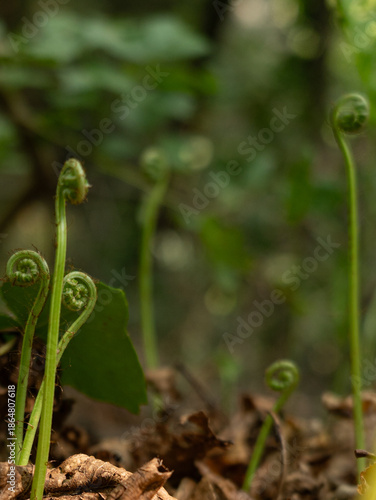 Many small fern leaves are growing in the forest